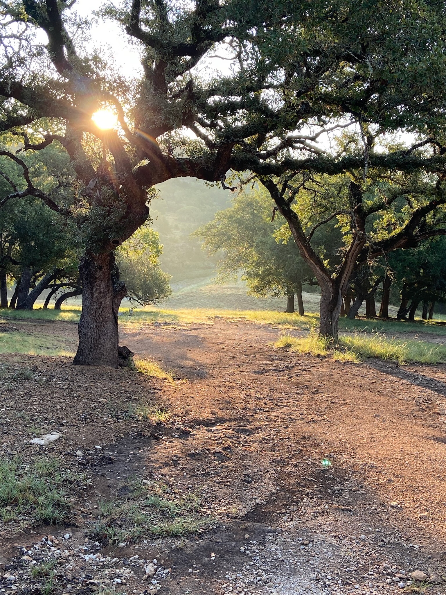 Texas Hill Country landscape with Live Oak trees